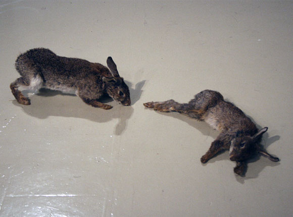 © Claire Morgan - Animal Magnetism, shhh pink feathers and hares, shhh piume rosa e lepri, 2008