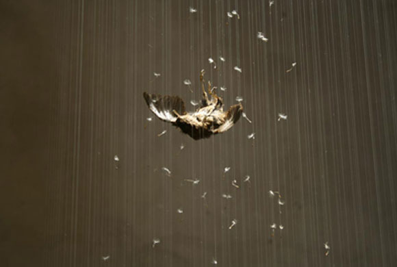 © Claire Morgan - Tracing Time, white feathers and a bird falling, piume bianche e un uccello che cade, 2007