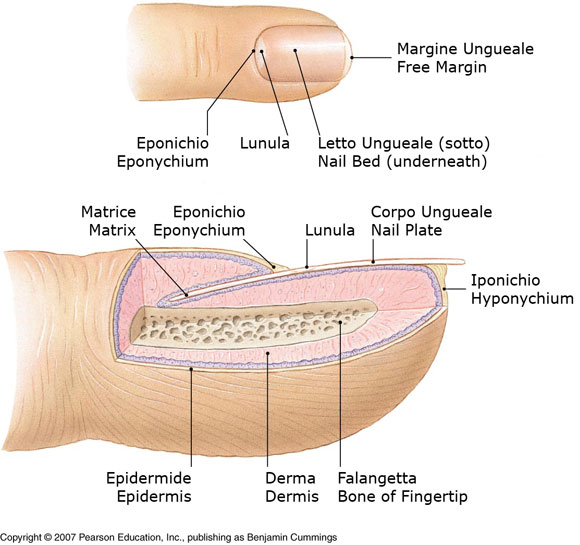 Anatomia dell'Unghia - Nail Anatomy