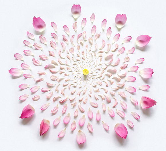 Fong Qi Wei - Exploded Flowers, Lotus Exploded