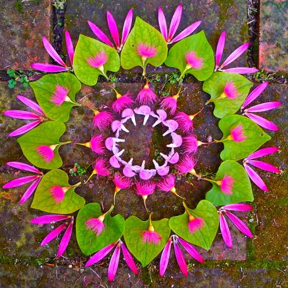 Kathy Klein - Danmala Flower Mandala
